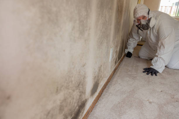 Best Environmental Consulting for Mold Prevention  in USA